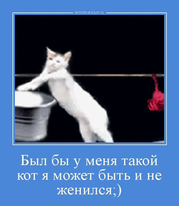 и у меня такой. он у меня такой заботливый. характер у меня золото. ну перестань продолжай. папа дяди федора был бы у меня такой кот.