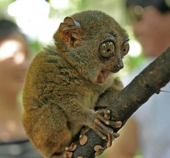 c30slsevglw-jpg.459751