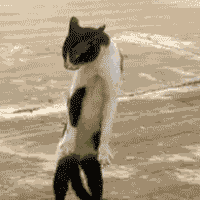 cat-1-gif.467559