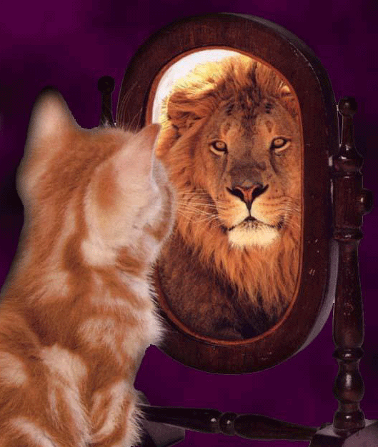 Cat-sees-lion-in-mirror-2.gif