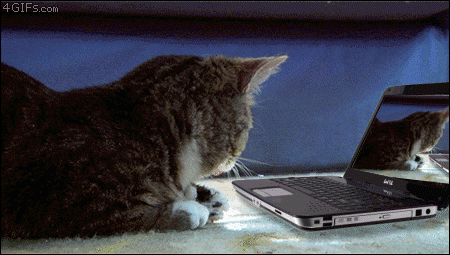cat-typing-4.gif