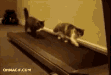 cats-treadmill[1].gif