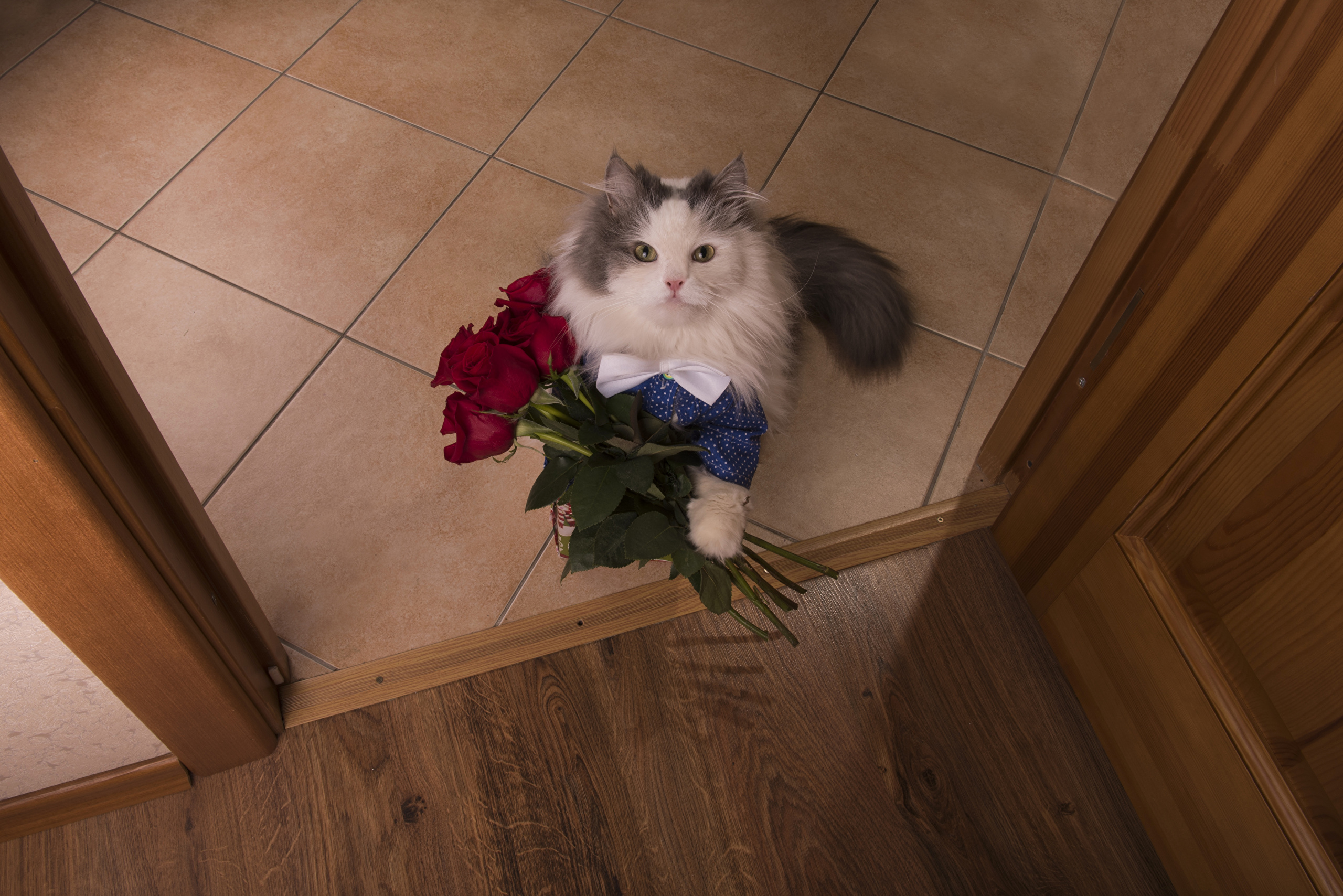 Cats_Bouquets_Roses_504777.jpg