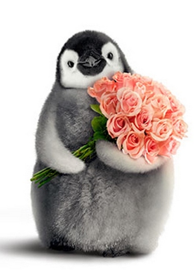 cd5860-penguin-with-flower-bouquet-valentines-day-card.jpg