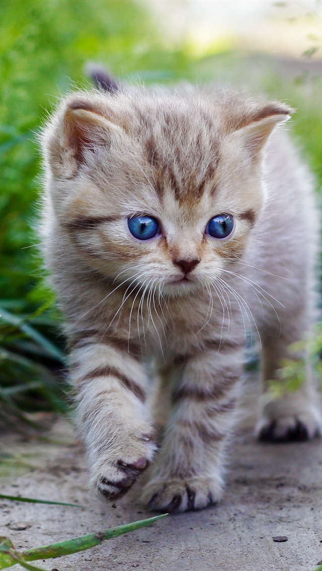Cute-kitten-walking-blue-eyes-green-grass_iphone_640x1136.jpg