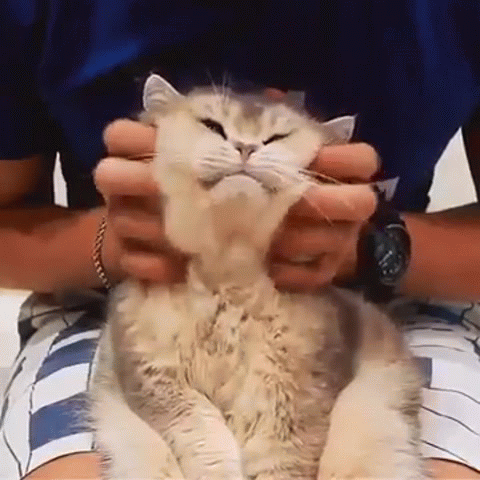 Гифка гладить. Тисканье кота. Гладит кота гиф. Тискать кошку. Гладить кота гифка