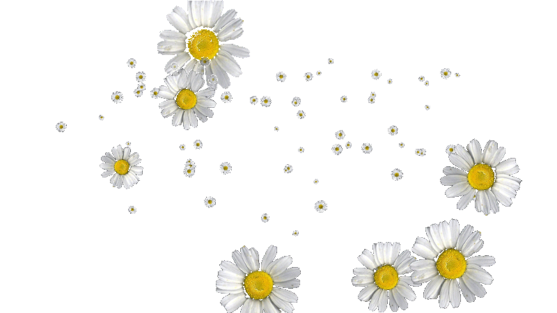 daisy-flowers-8.gif