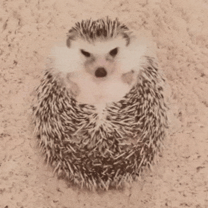 dzen-1-gif.394116