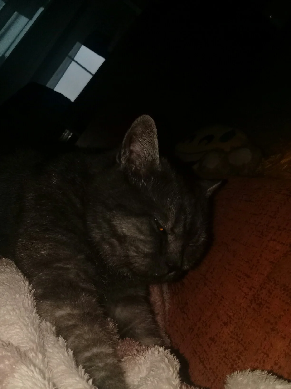 f7cavujefcy-jpg.1105033