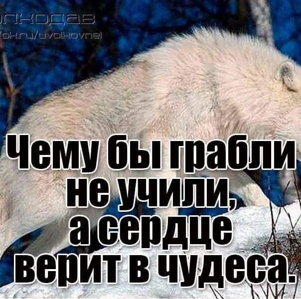 Чему бы грабли не учили а сердце верит в чудеса картинки