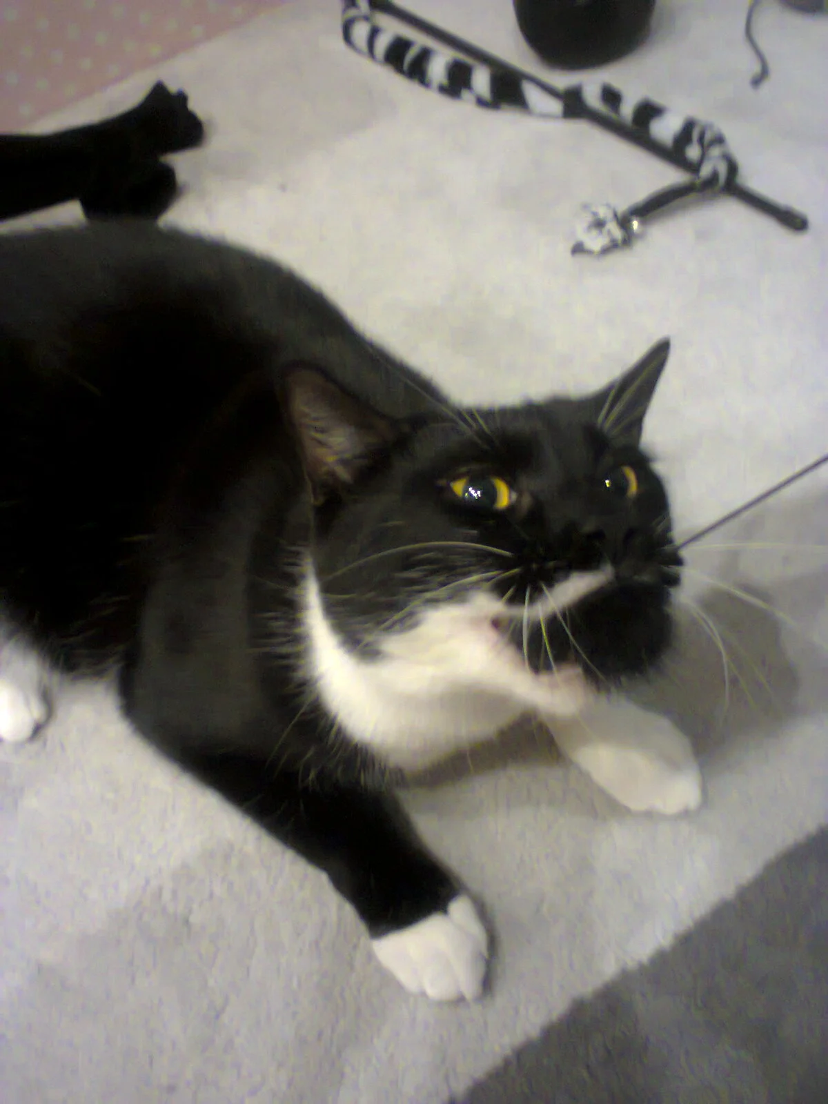 foto0171-jpg.1068948