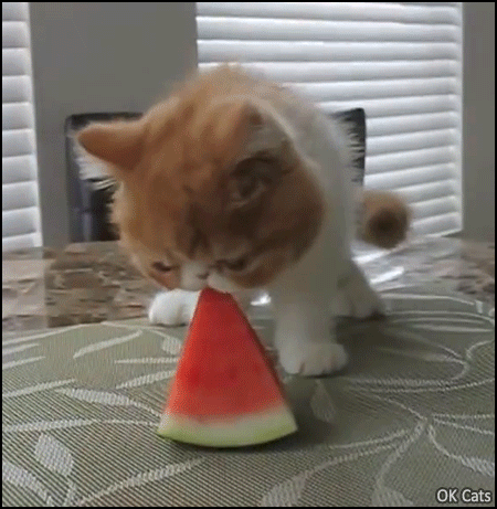Funny_Kitten_GIF__Adorable_Persian_Kitten_eating_his_watermelon_on_the_dining_table_So_funny_K...gif