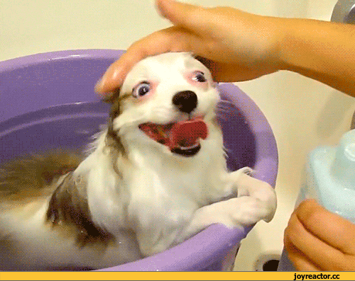 gifki-narkopes-kupanie-863629-gif.331119