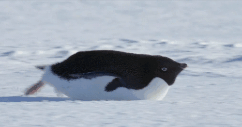 гифки-пингвин-снег-живот-882034.gif