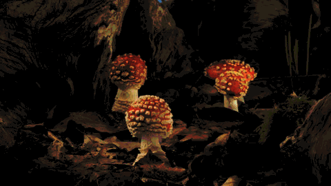 growing-mushrooms-timelapse-3-gif.323822