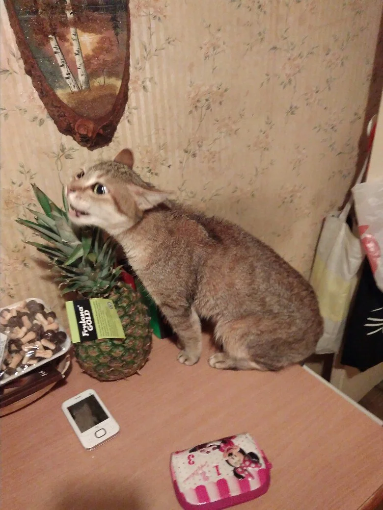 hx2yna4stga-jpg.1068344