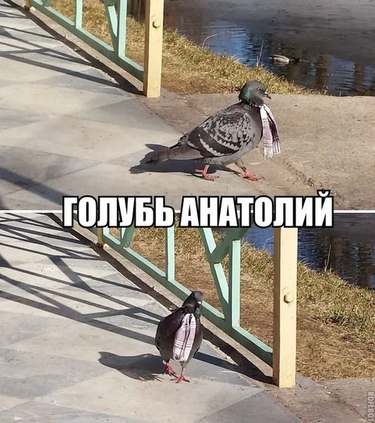 Голубь в руках. Голубь на скейте. Открытка на 23 февраля рисунок голуби. Голубятни в красноярске. Голуби на 9 мая.