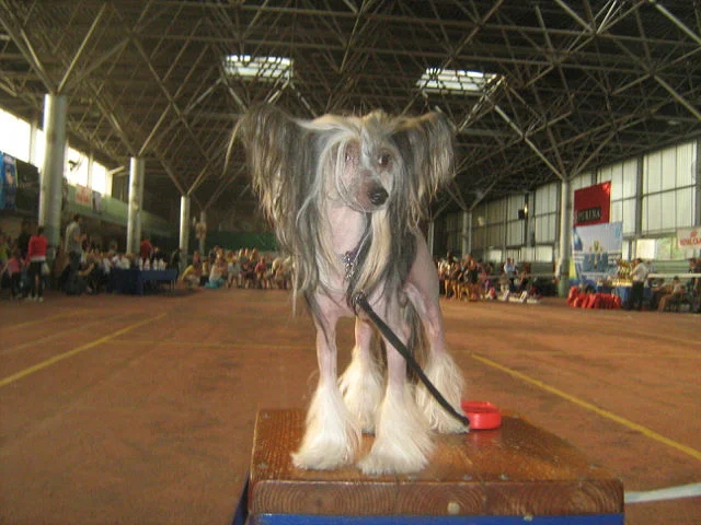 imagevj0w01cg-jpg.585452