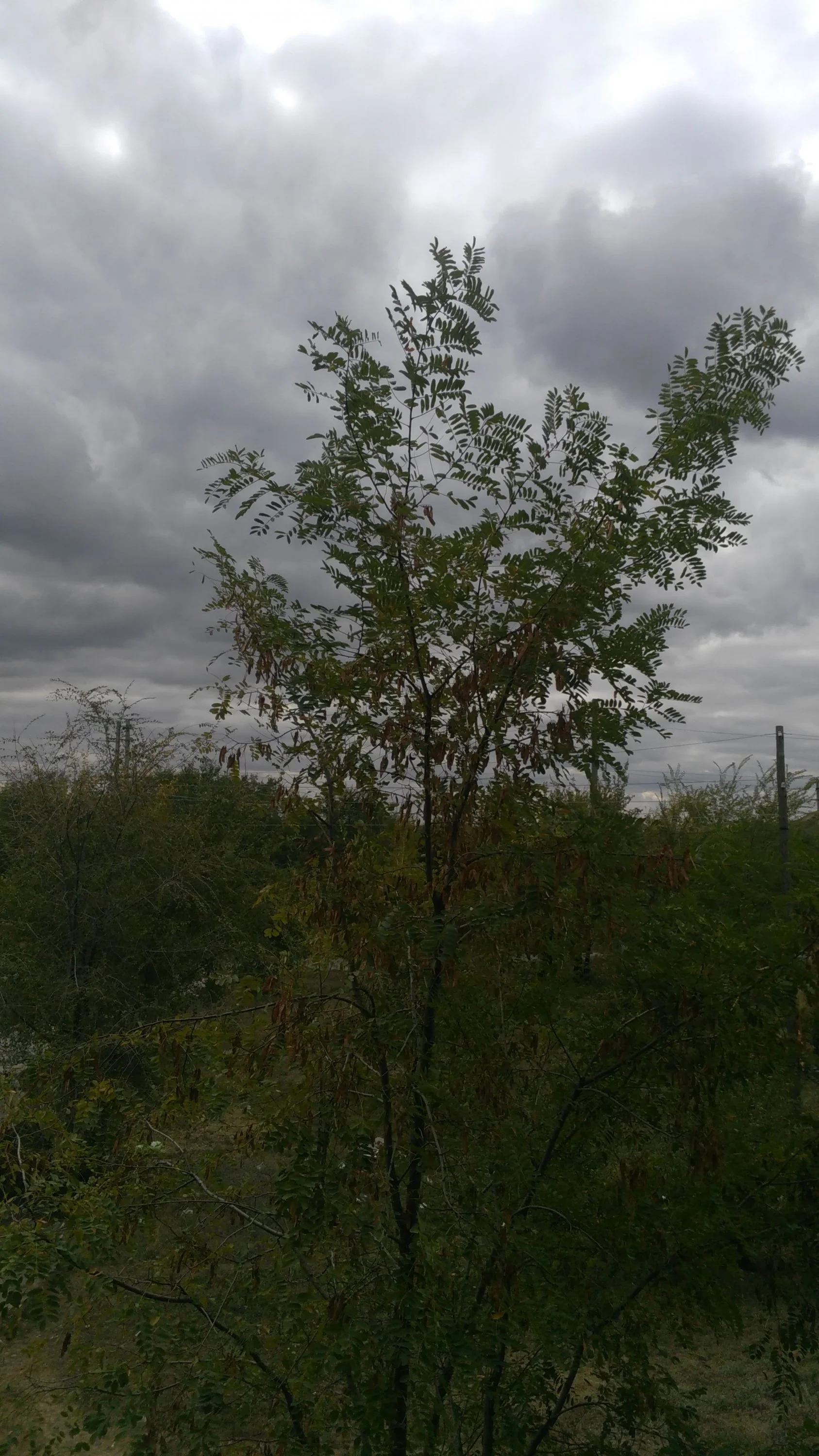 img-20171001-wa0008-jpeg.487238