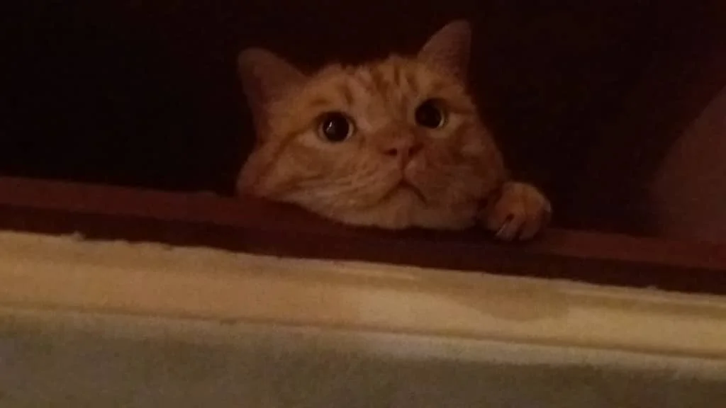 img-20191201-wa0023-jpg.1068455