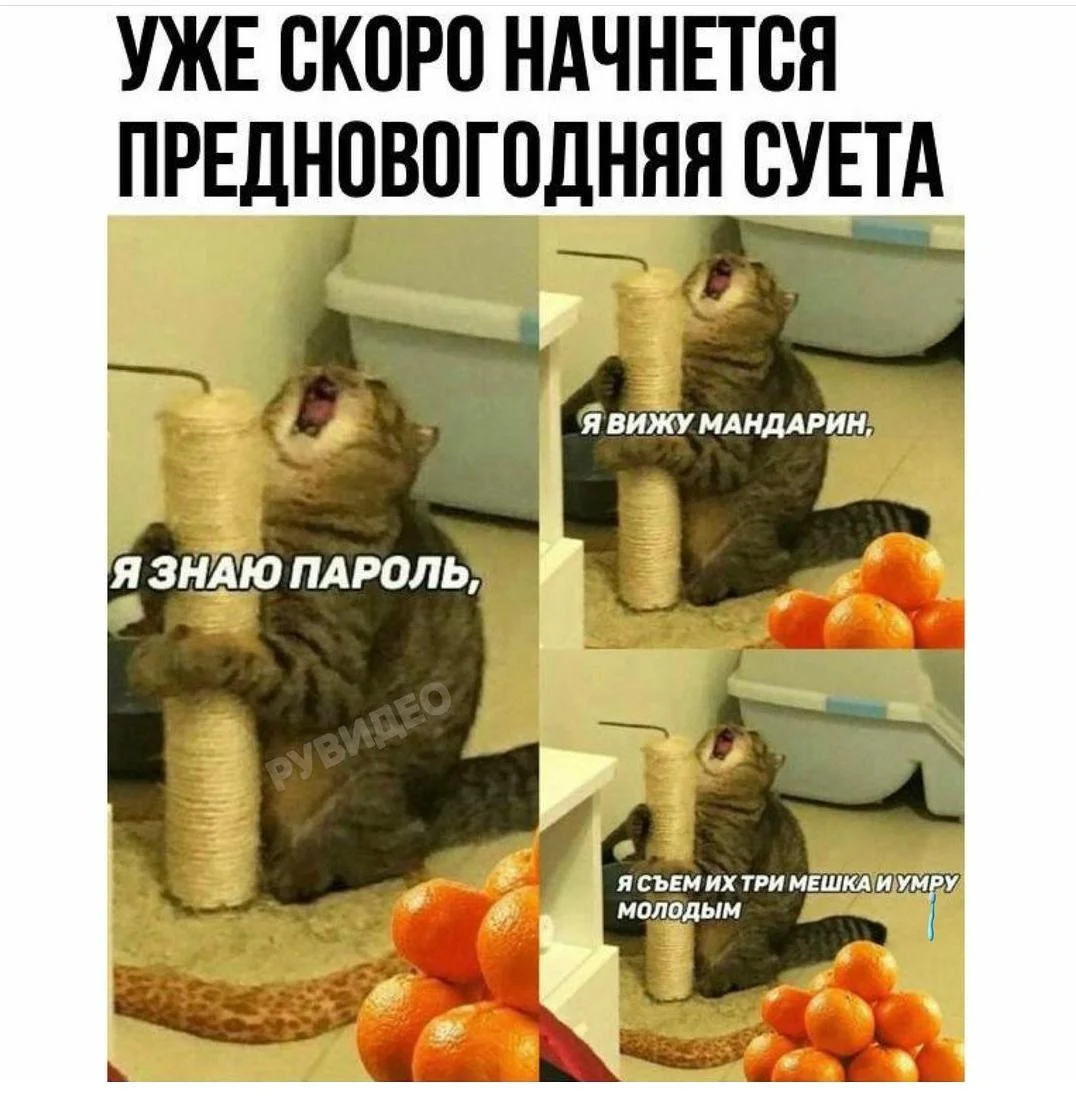 Кот мандарин мем. Хахаски новый год. Я вижу мандарин. Почти прикол. Орущий кот с когтеточкой.