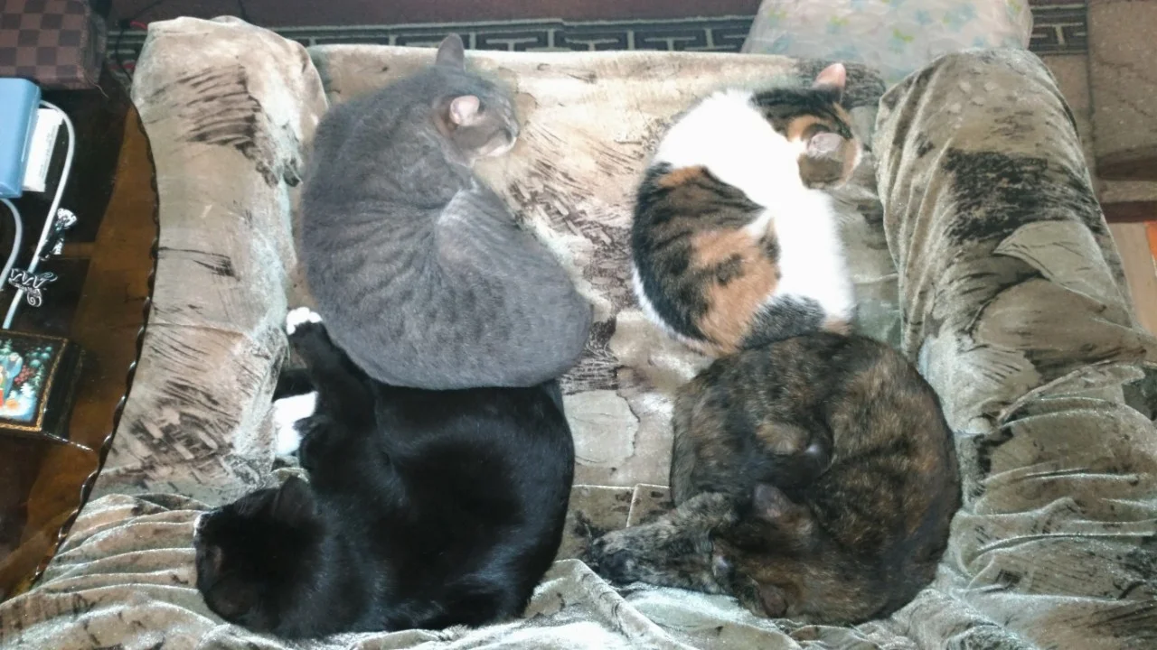 img-8363cae3742d5c8c5b790c0f9e30a130-v-jpg.1106421