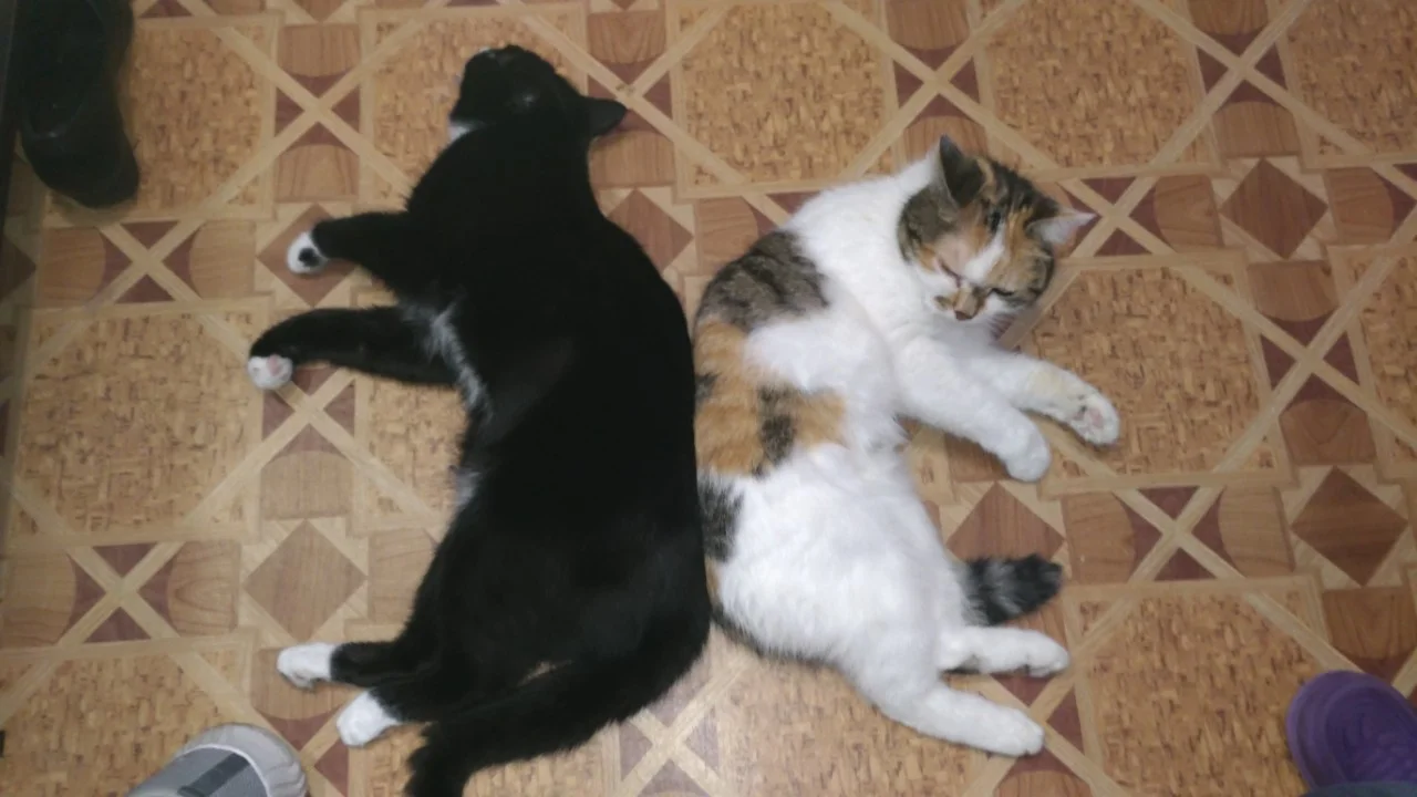 img-e179094d10e0f19a3ae0870e320dbfb7-v-jpg.1106420