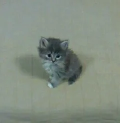 img_20160331_120808-240x245-jpg.292743