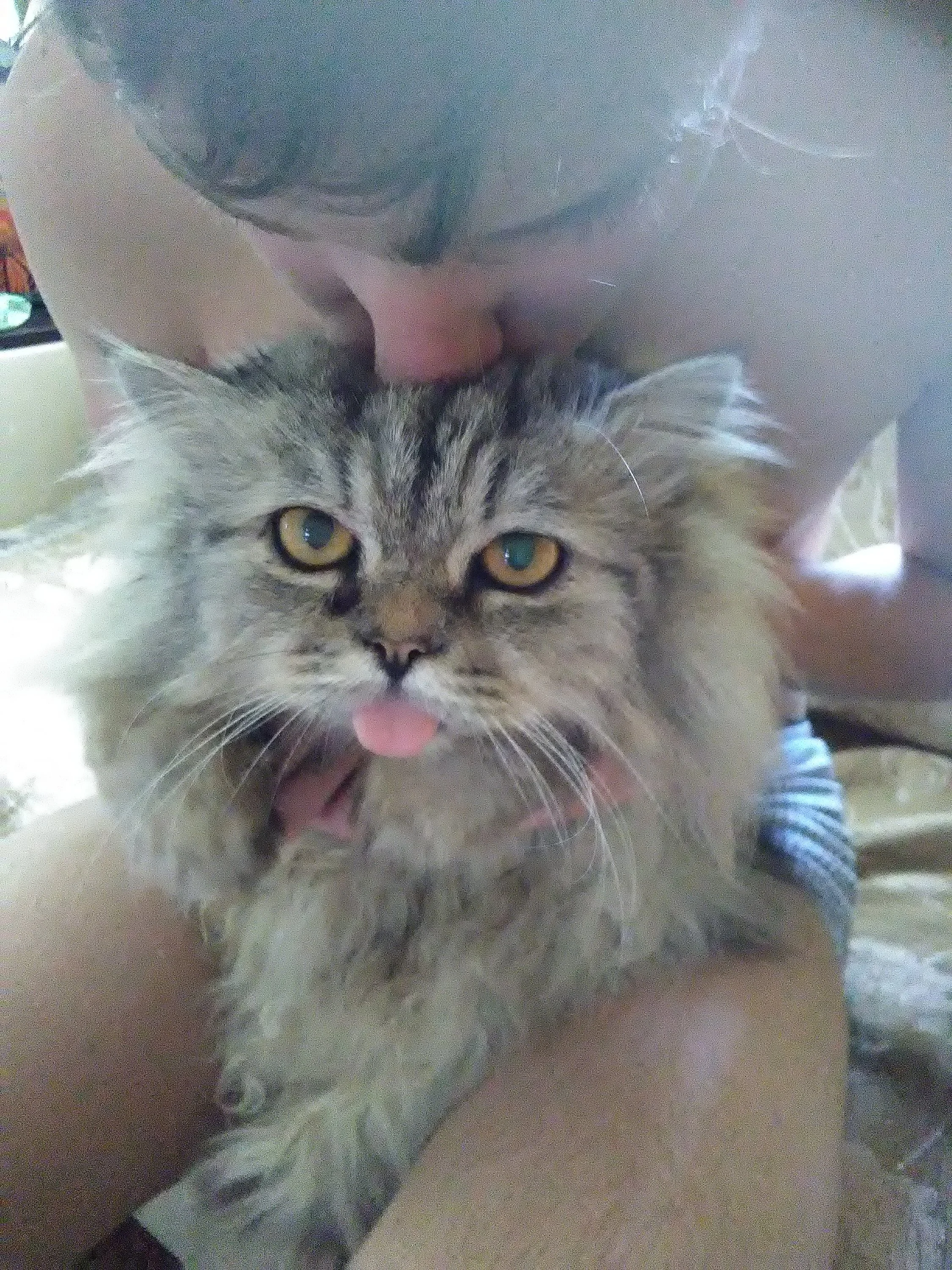 img_20180706_112640-jpg.1070999