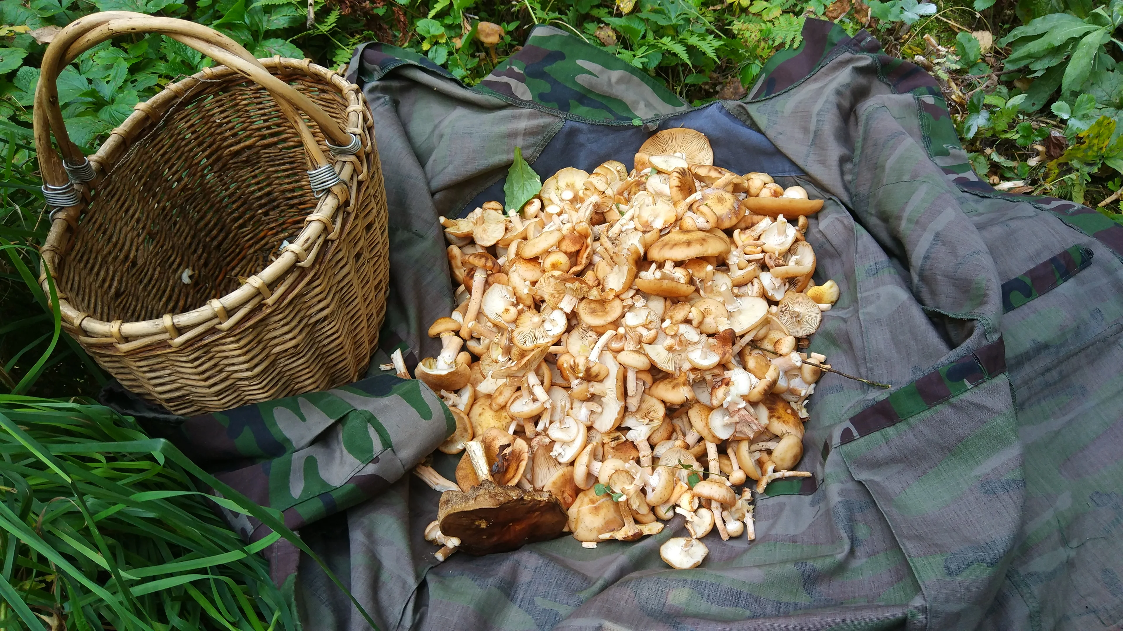 img_20180909_133450-jpg.696309