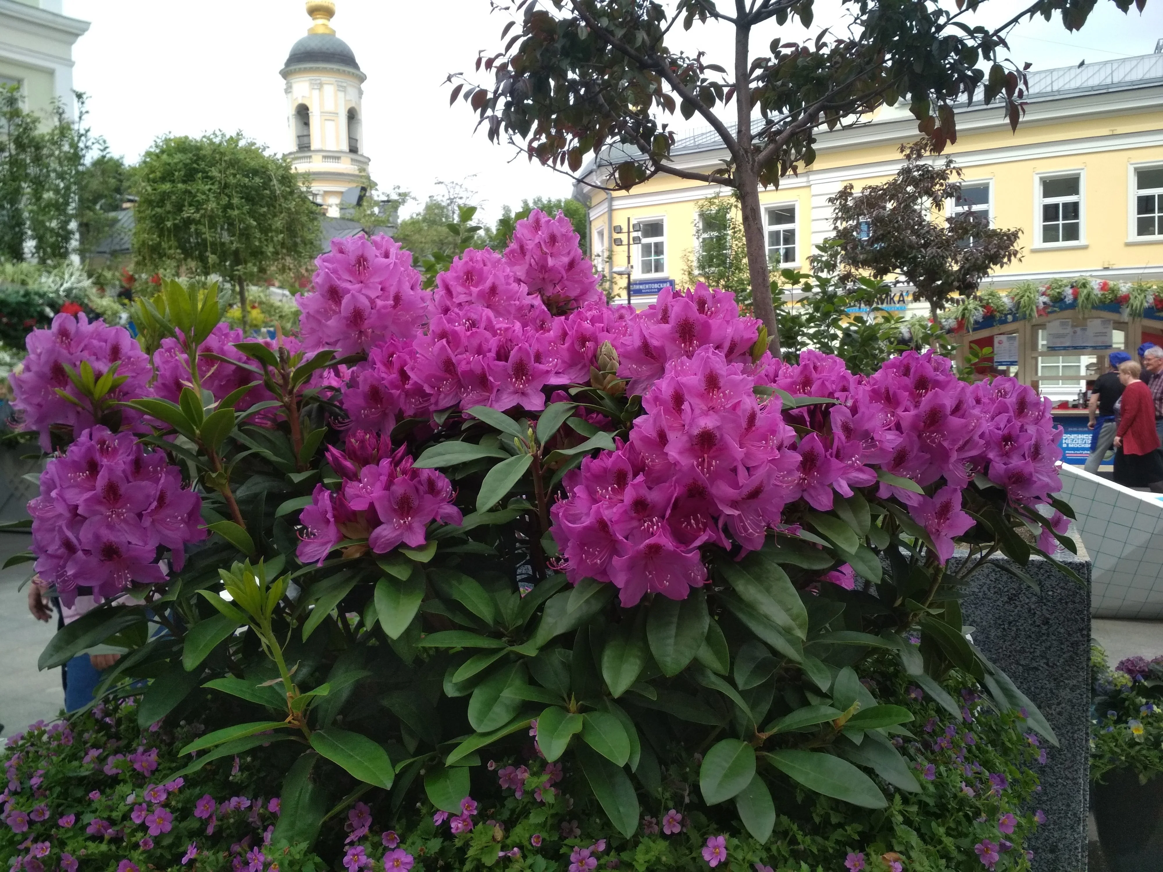 Клумба с рододендроном