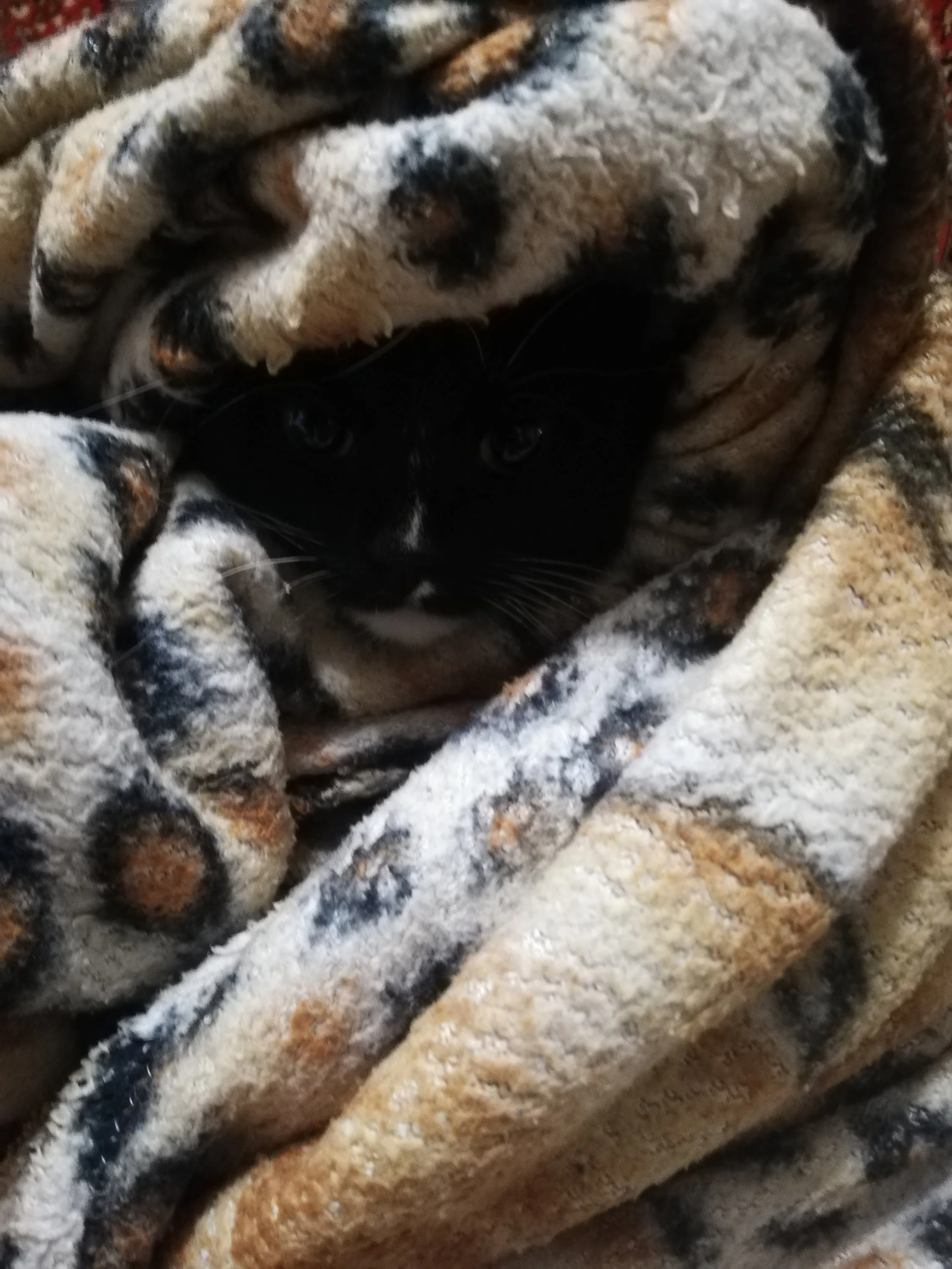 img_20191004_214538-jpg.1068187