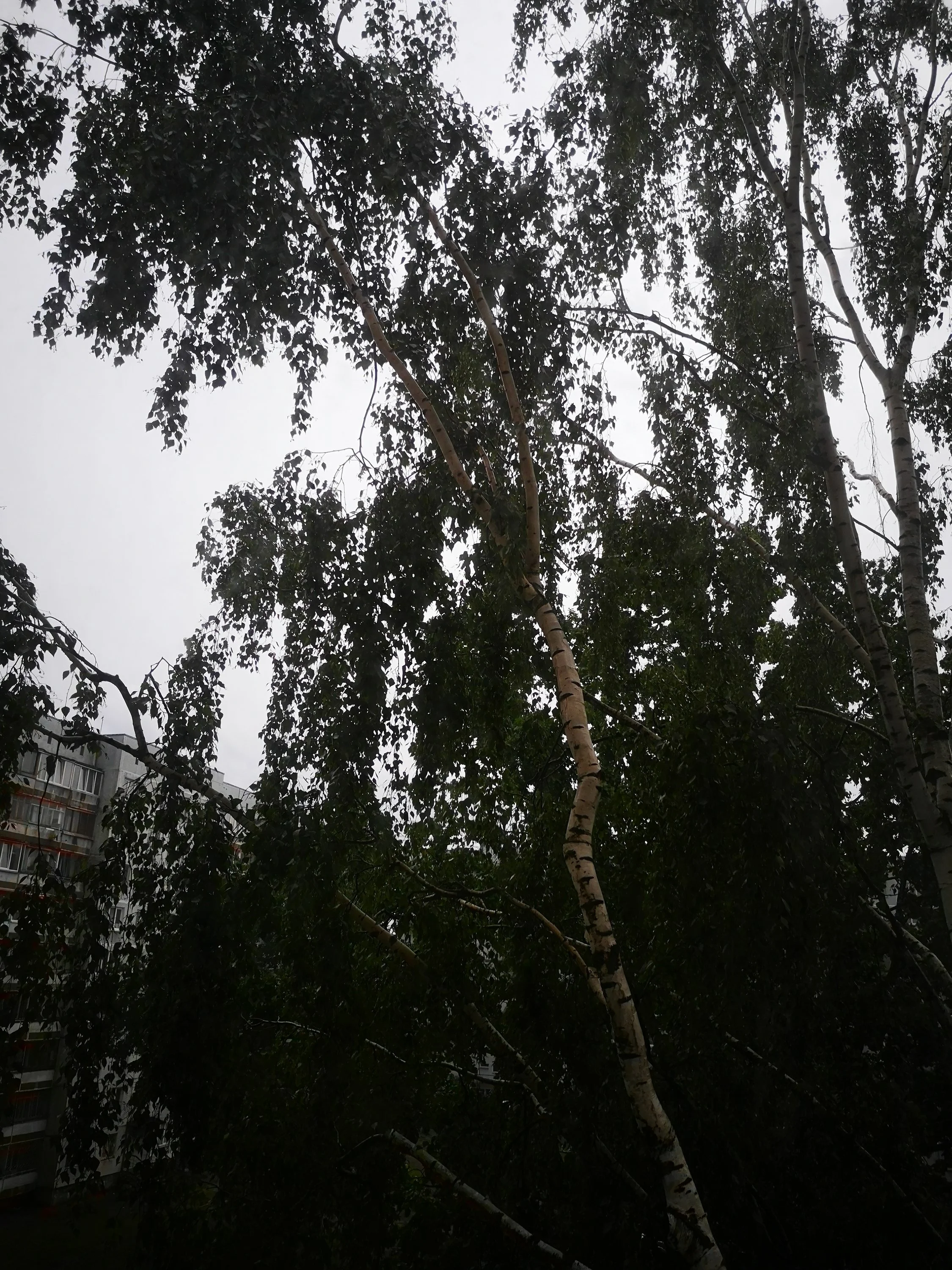 img_20200608_205403-jpg.1210646