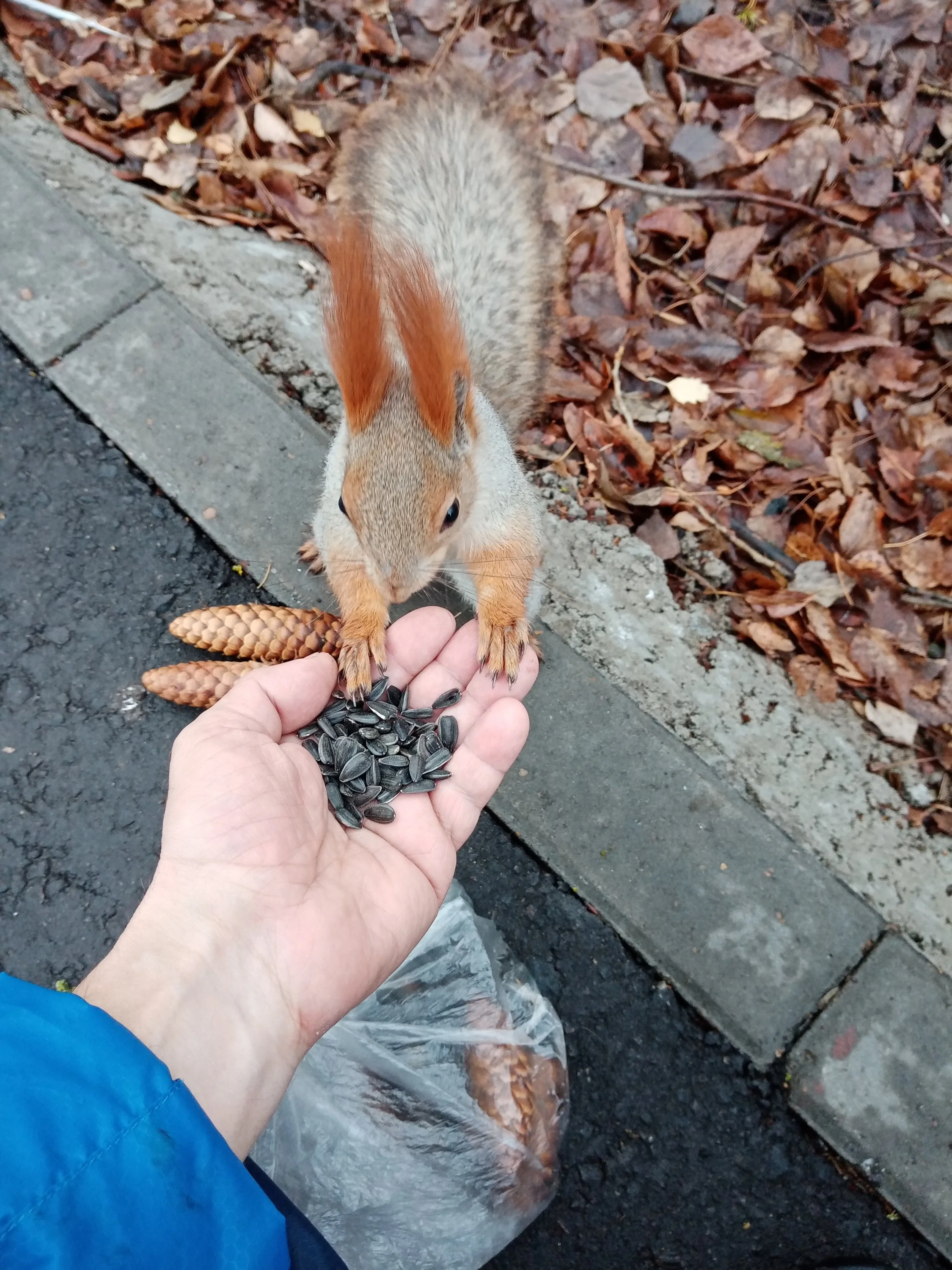 img_20201107_114457-jpg.1302744