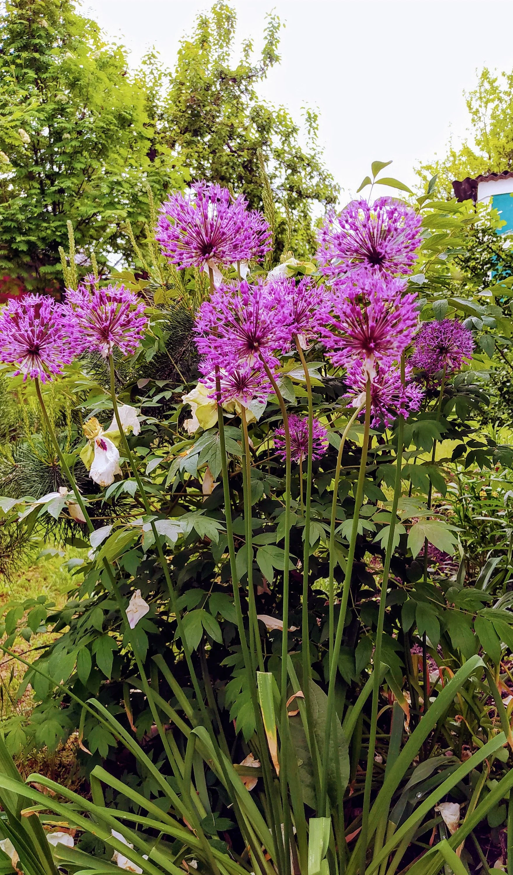 img_20210521_144302-1-jpg.1421025