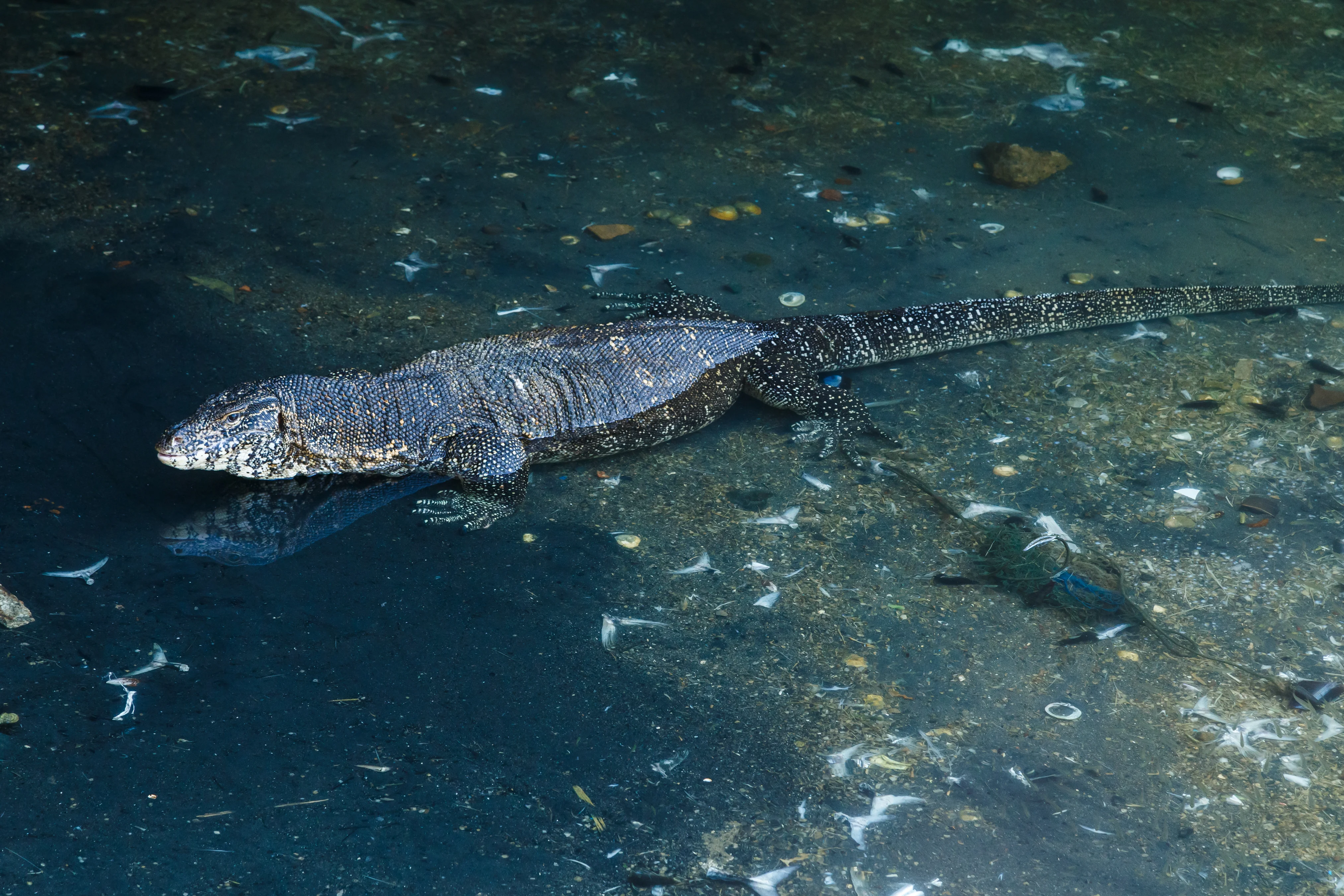 img_2448-jpg.1068250