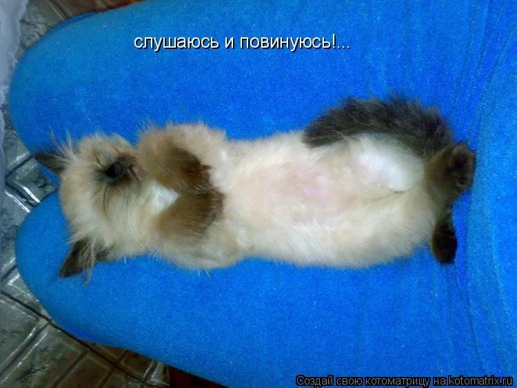 Картинка слушаюсь мой генерал