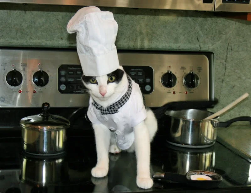 дрессированный кот. Cooking cat. Cooking cat. кот готовит. дрессировщик кошек повар с кастрюлей.