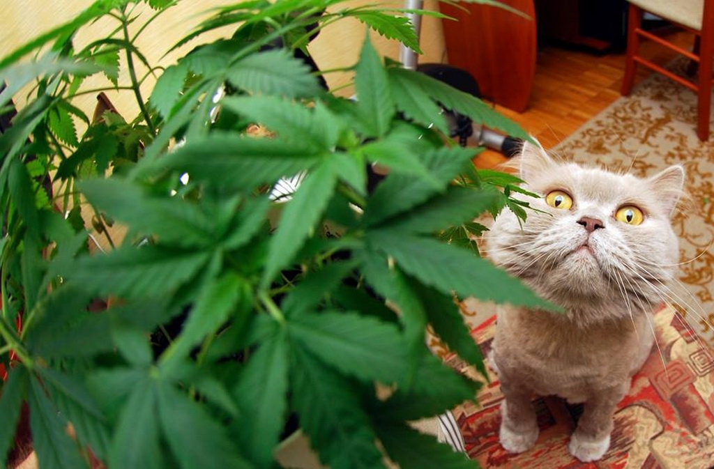Кот ест коноплю прикол заставка с листьями конопли