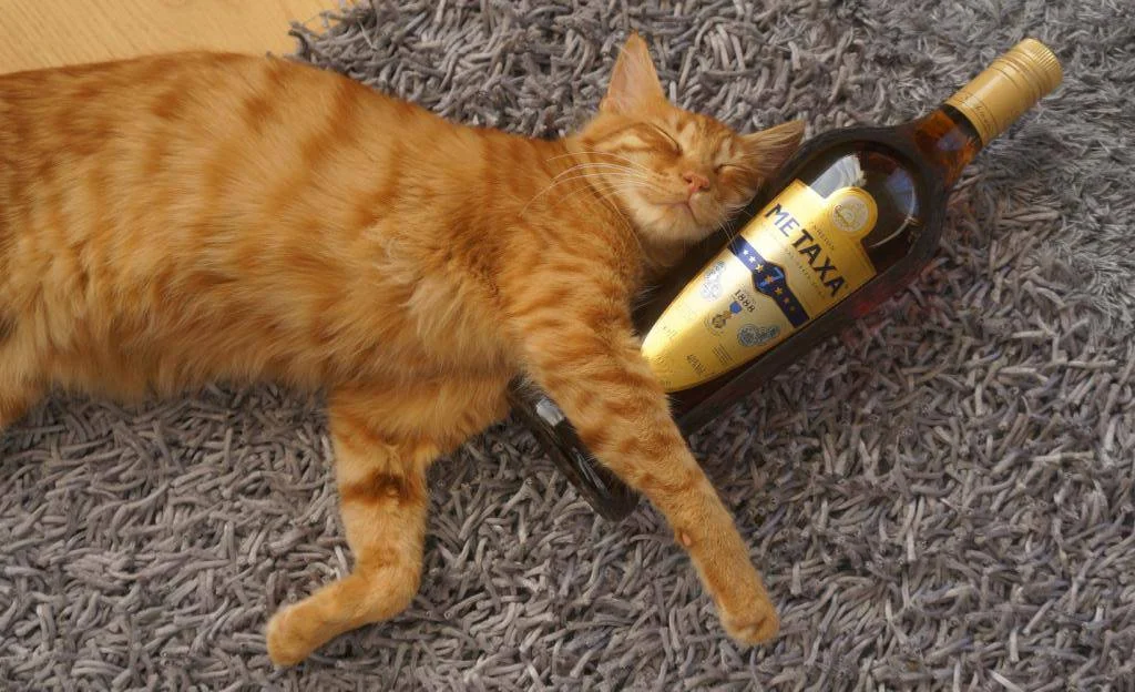 Напои кота. Напои кота. Кот набухался. Котик с бутылкой. Кошки бухают.