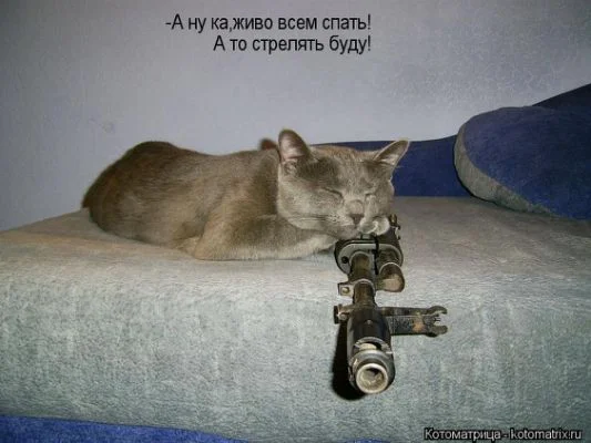 kotomatritsa_gy-jpg-cf-jpg.337467