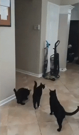 kotyeispug5545821_yapfiles-ru-gif.1627081