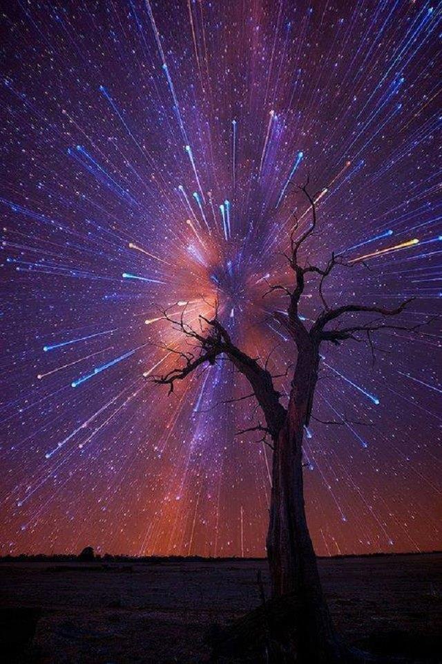 Tree star