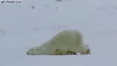 lazy-polar-bear-gif.957189