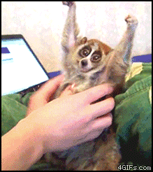 loris_tickled-gif.334032