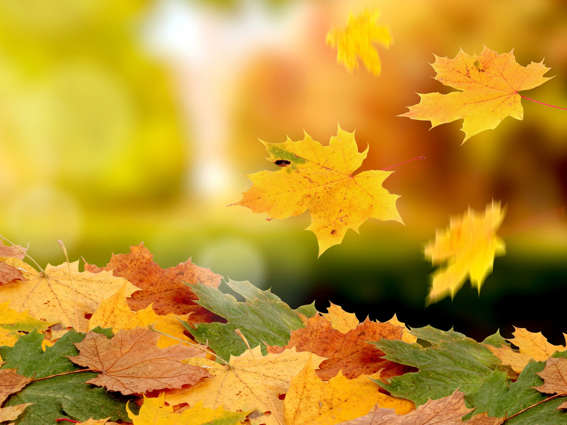 Maple-leaves-falling-in-autumn_1920x1440.jpg