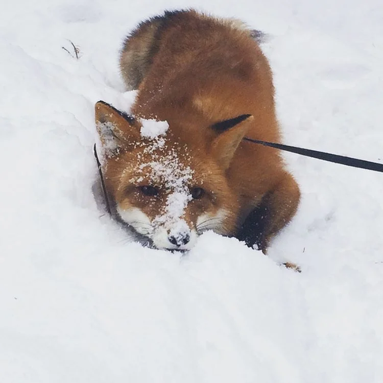 misterlis-jpg.1071151