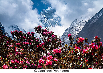 mountains-рододендрон-blossoming-быстро-против-стоковое-изображение_csp35241068.jpg