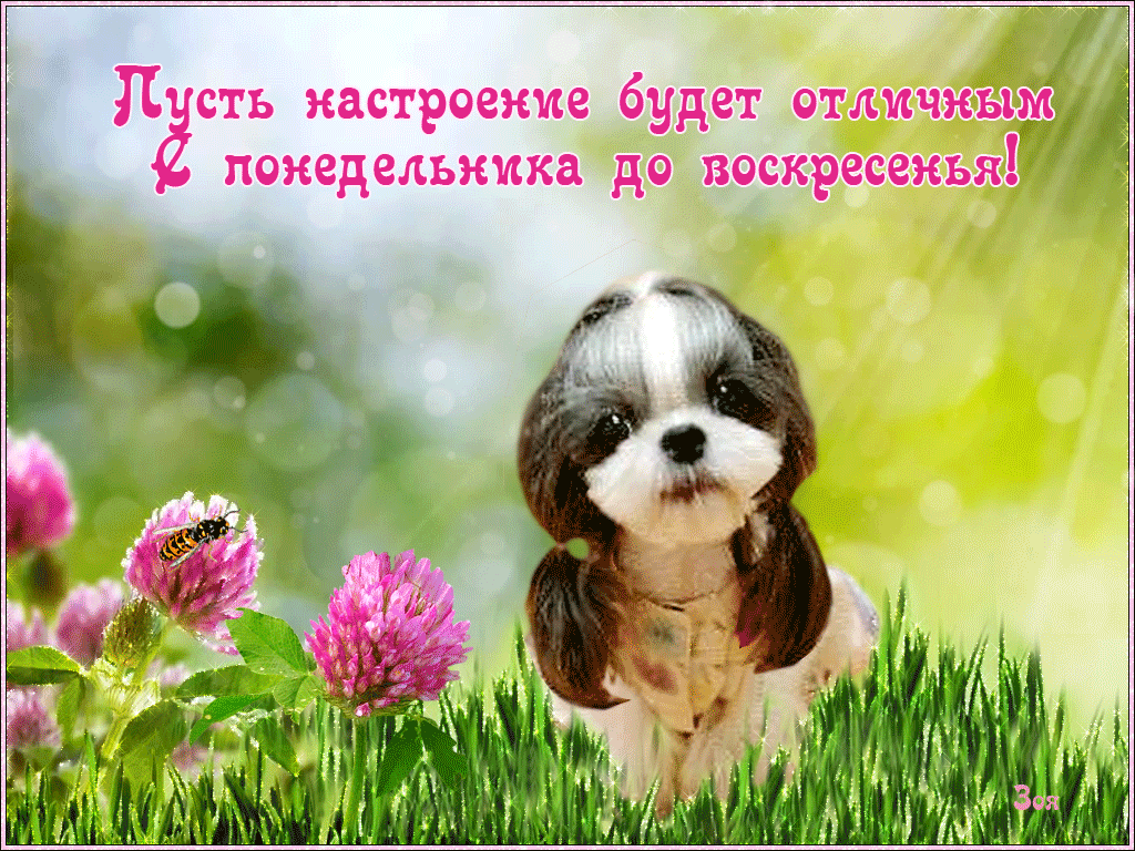 Хорошего дня и отличного настроения картинки. Отличного настроения. Хорошего дня и отличного настроения. Открытка "хорошего настроения". Поздравления с хорошим настроением.