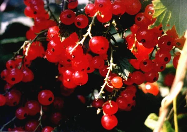 natjurmort05_h1-3-jpg.482486